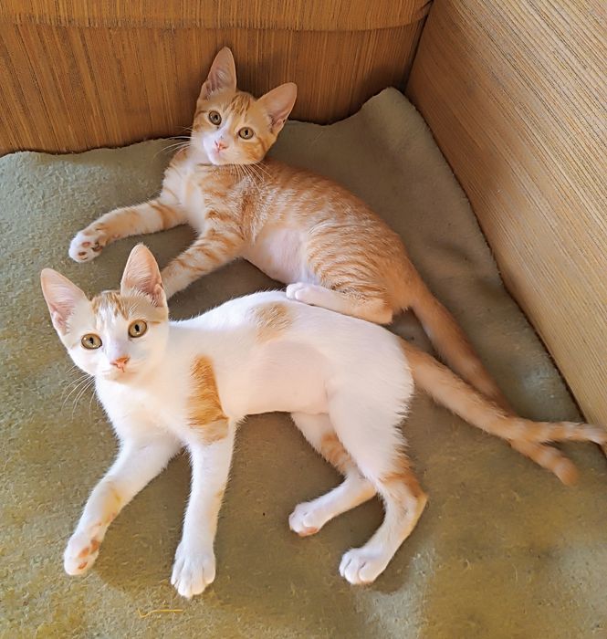 Gatinhas para adoção conjunta.