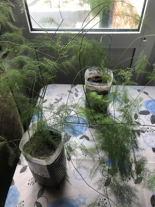 Продам ,,Аспарагус,,