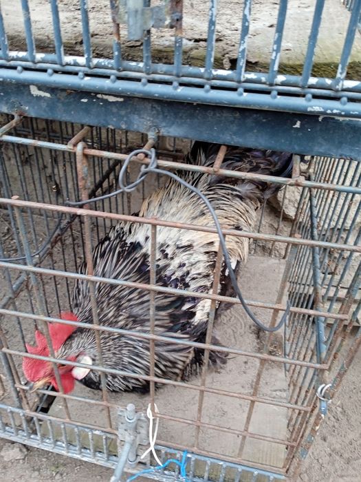 Когути домашні півні мастер грей