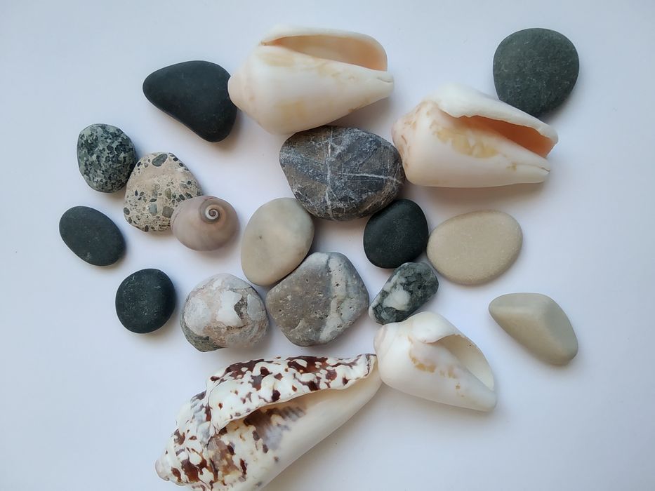 Мушлі з Кіпра/ перешлю