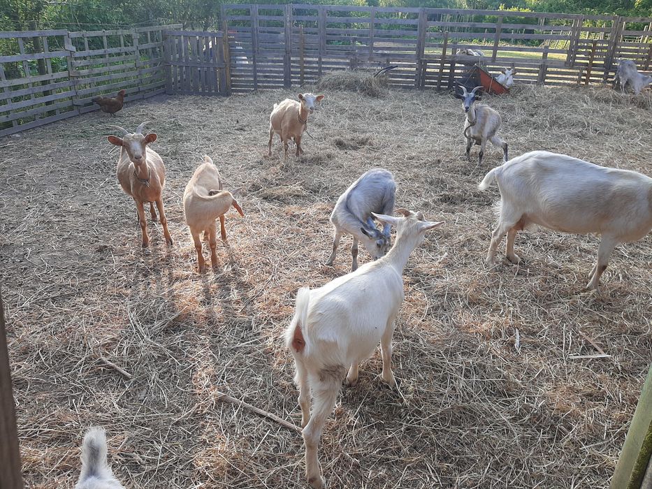 Cabras de quinta caseiras