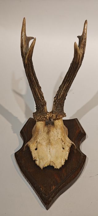 Poroże lata 30, antyk