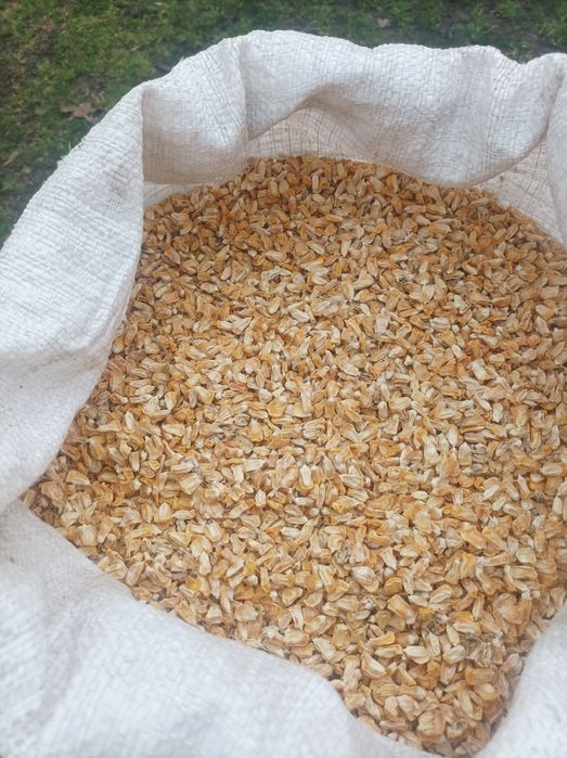 Продається зерно солодкої кукурудзи