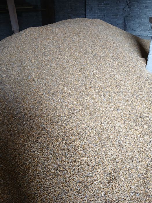 Sprzedam kukurydzę worki 25kg
