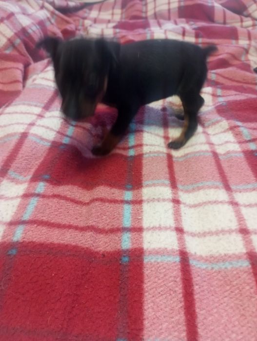 Цуценя цверг пінчер