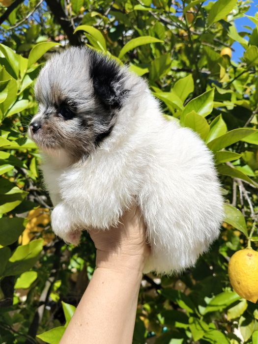Spitz alemão menino Merle