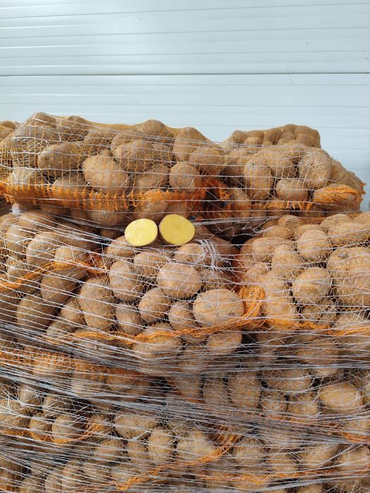 Ziemniaki soraja 15 kg