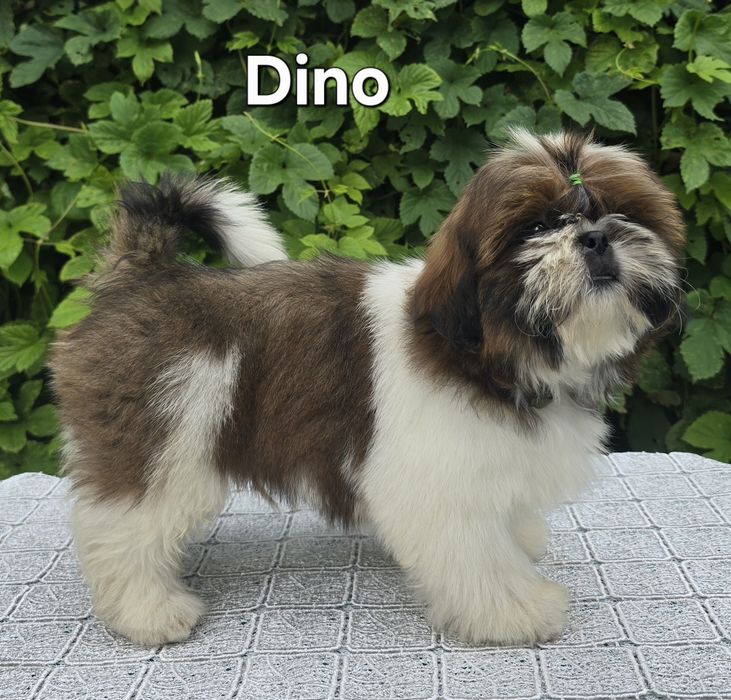 Piesek Shih tzu ZKWP