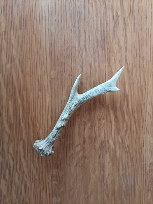 Poroże Samca Sarny Sora