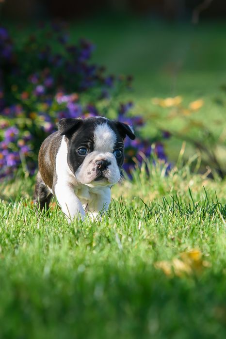 Boston Terrier szczeniak, samiec