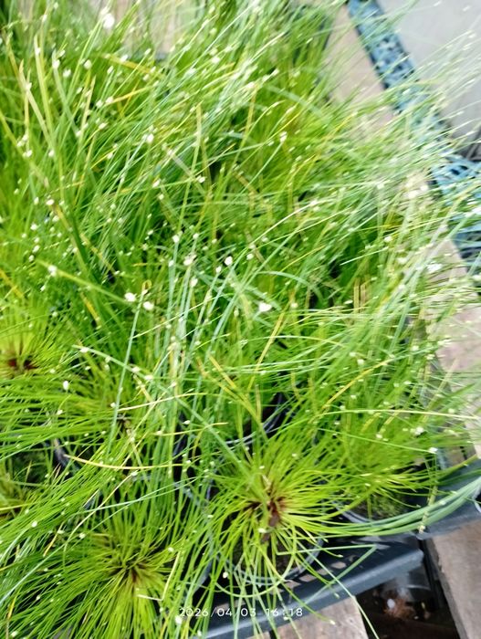 Діхондра, будра, ізолепіс, овсяніца та бухарник