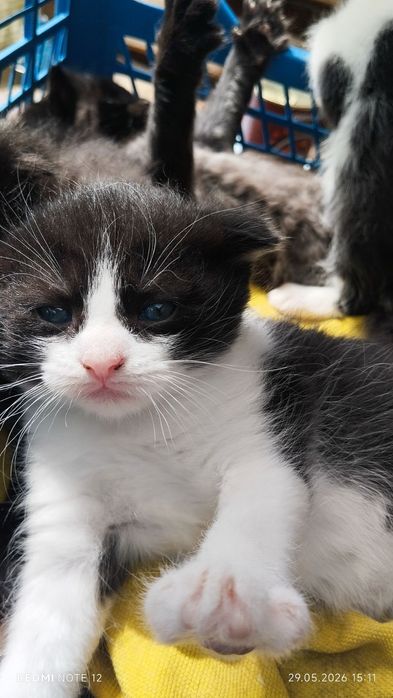 Котята в добрые руки