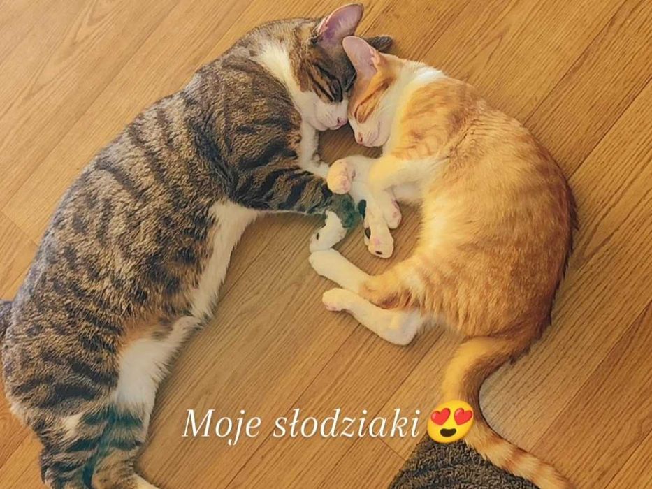 Oddam kotki w dobre ręce