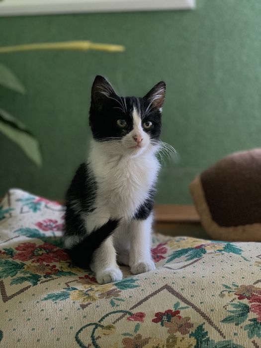 Віддам кошеня ~3 місяці