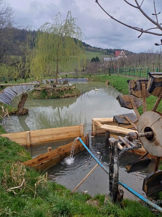 Karpie z własnego stawu