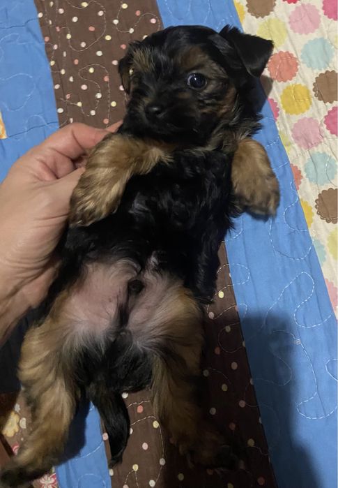 Хлопчики йоркширського тер‘єра