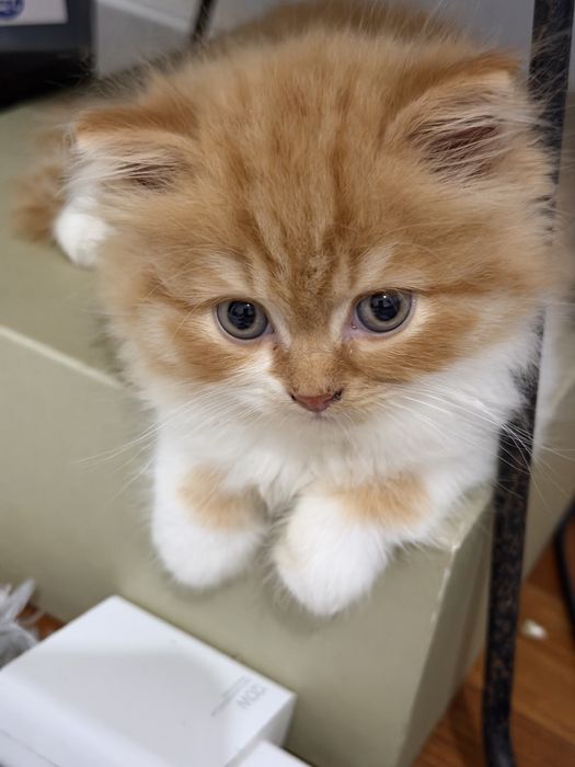 Gatinho Scottish straight bicolor red