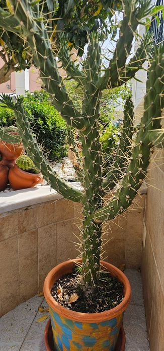 Cacto columnar (tipo Trichocereus) – exemplar imponente e ramificado, ±1,00-1,20m