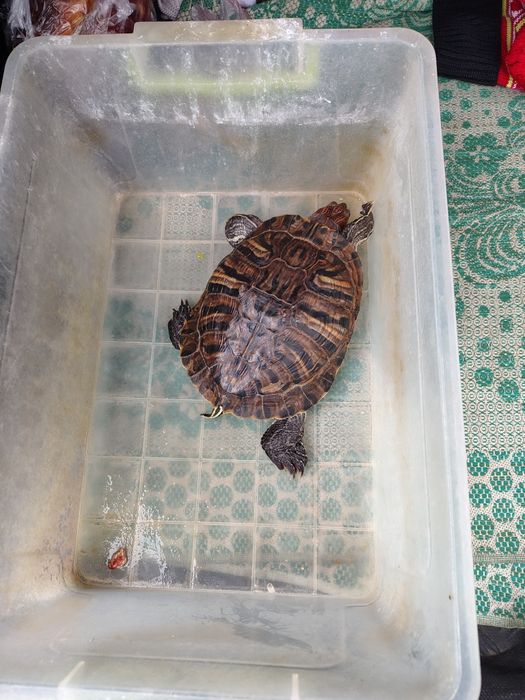 Продам спец.контейнер и содержимое  для красноухой  черепахи