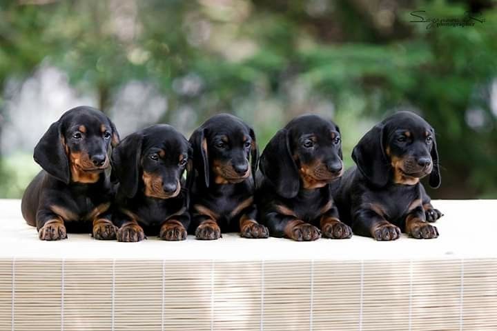 Такса — витончена, розумна та дуже контактна