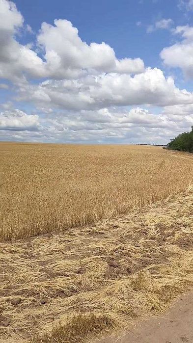 Продам землю 4.5 га в Межлиманьерядом с Одессой