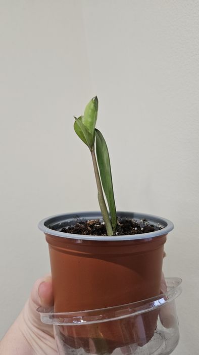 Заміокулькас, доларове дерево