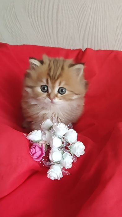 Золотая шиншилла  длинношерстный мальчик