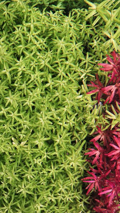 Roślinki akwariowe micranthemum micranthemoides duży Heniek