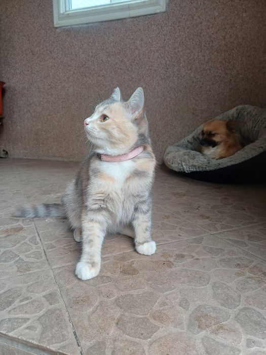 віддам кошеня дівчинку