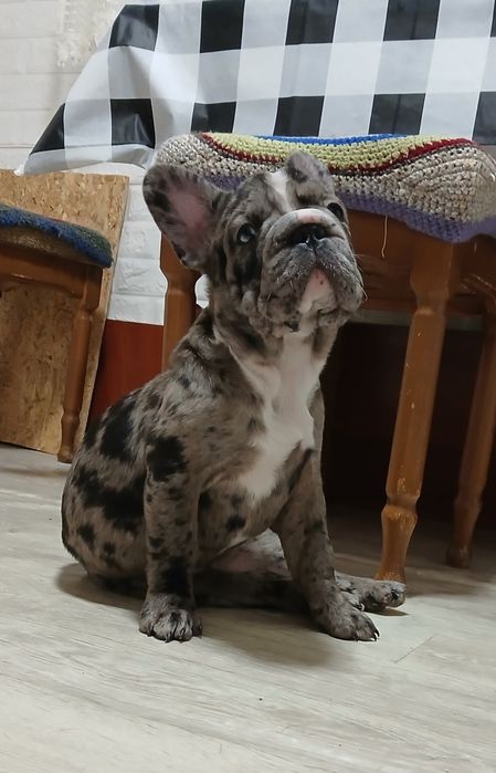 Элитная красуня  в семью