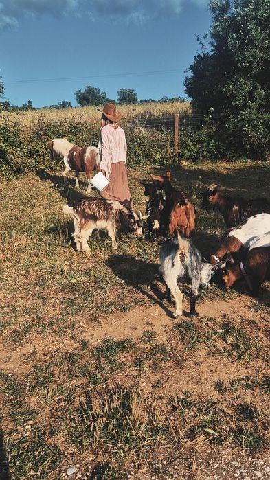 Cabras, Cabras anãs