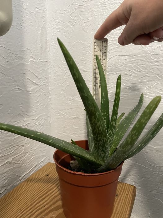 Кімнатні рослини