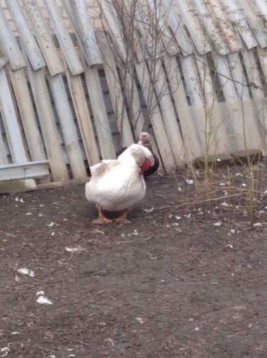 Продам індоутак індокачка селезень