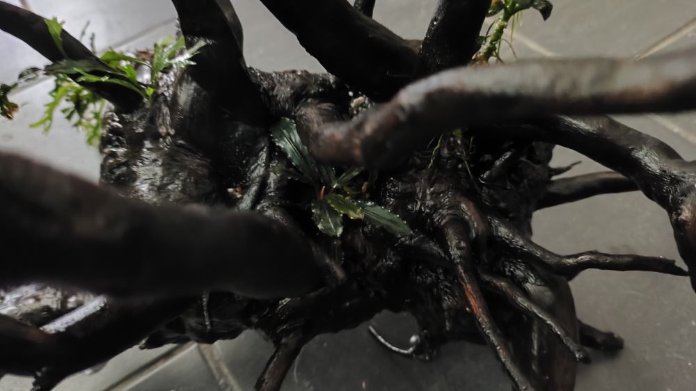 Tronco aquário com plantas