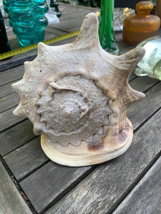 duża muszla kraba morska