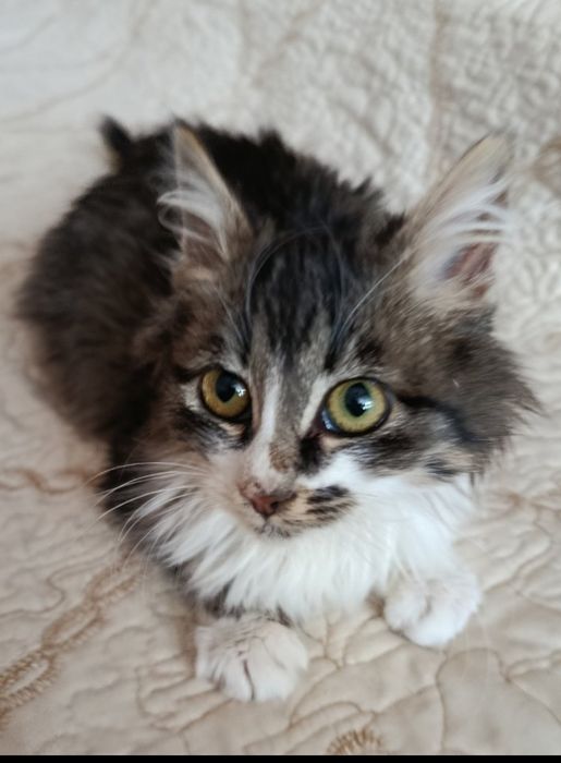 Милотуся! Кошеня 5 міс