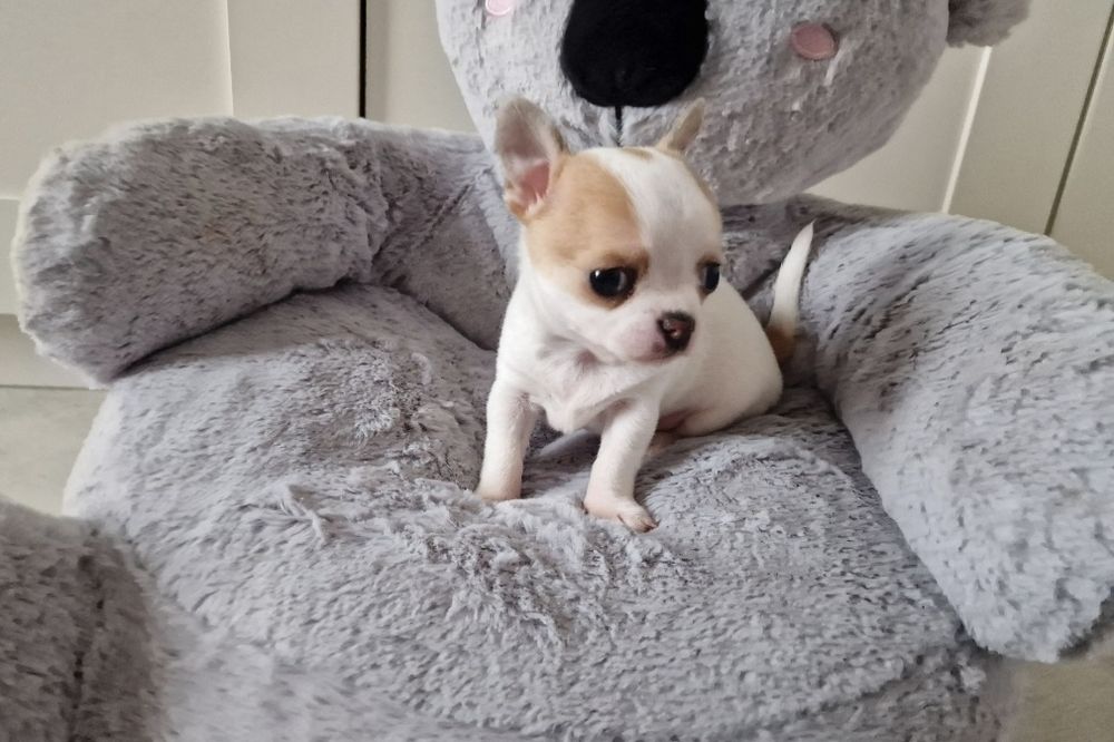 Chihuahua krótkowłosy