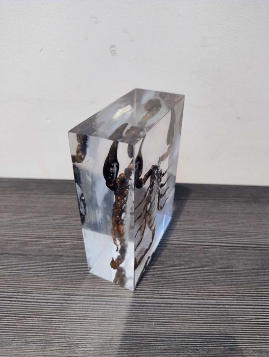 Skorpion zatopiony w plexi