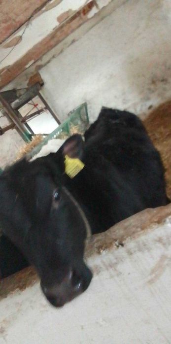 Sprzedam 2 cielaki jeden mięsny 300kg