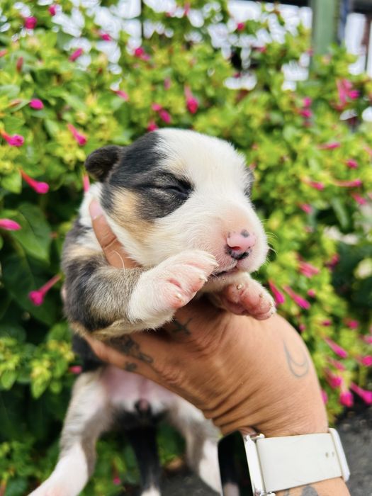 Menina border collie tricolor