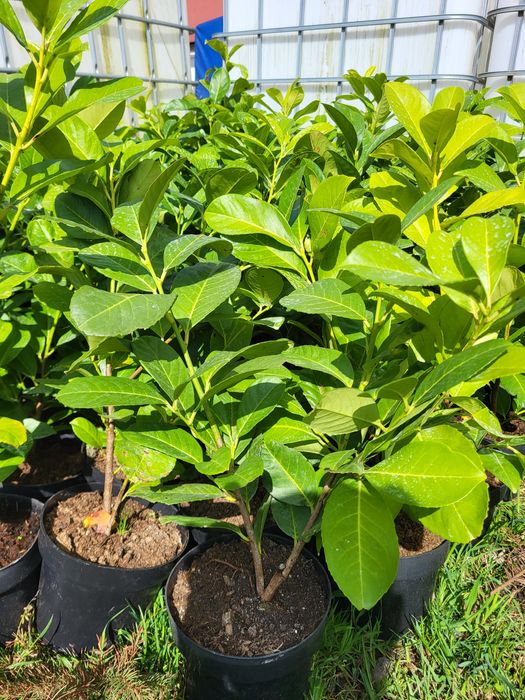 Głogownik na pniu Red Robin,  głogowniki 140-150cm.