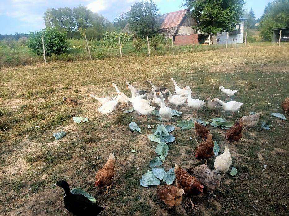 Gęsi   sprzedam.