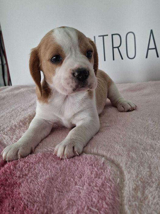 Beagle Bicolor bebé Com LOP