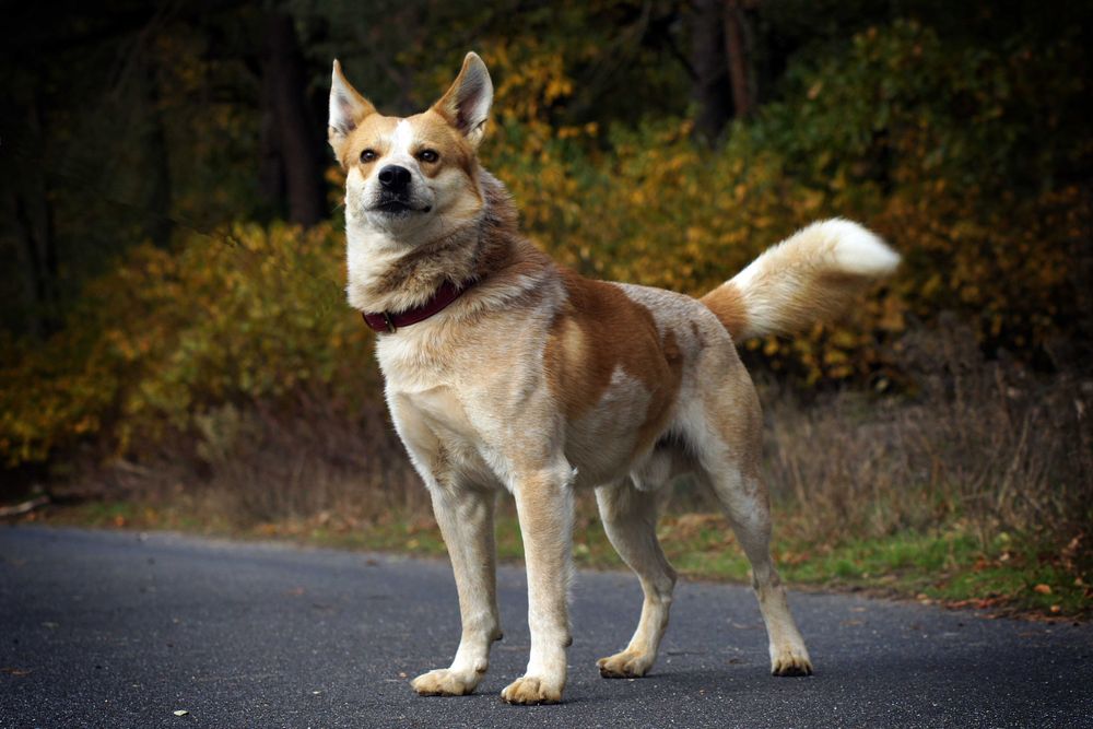 Bingo do adopcji! Pies szuka domu!