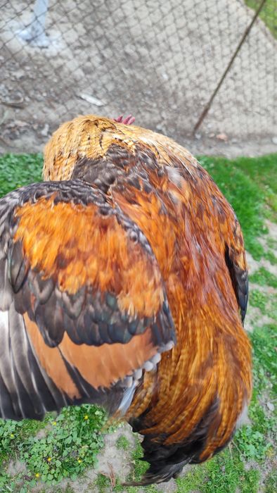 Молодий півник .