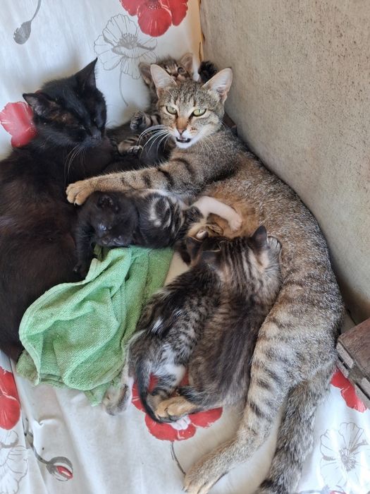 Gatos bebés para adoção