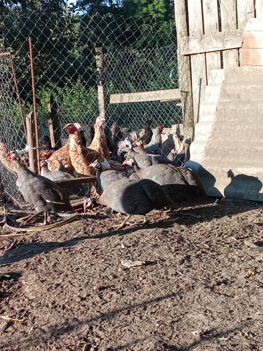 Продам цесарки..