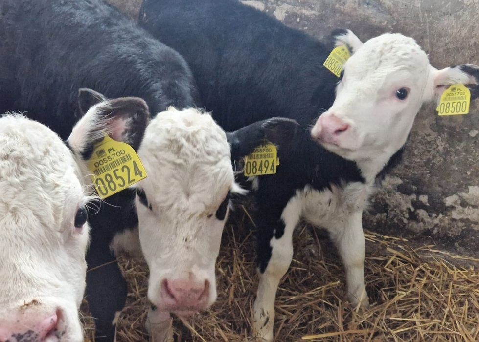 Byczki Jałówki Polskie Tuchola