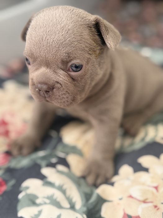 Найкрасивіший малючок товстун