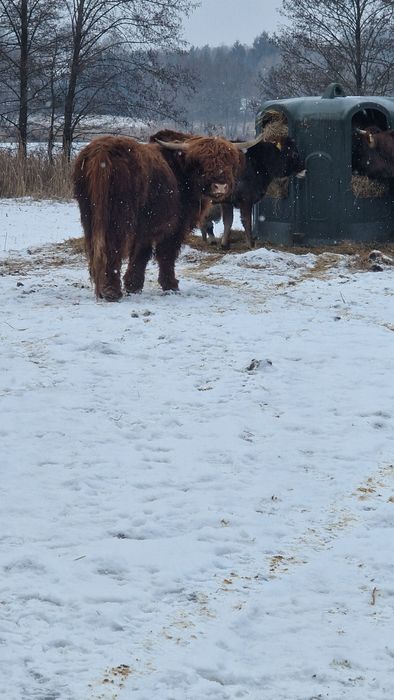 Byk Highland 2 lata wykastrowany do Agroturystyki